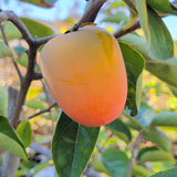 Chocolate Persimmon - C&J Gardening Center