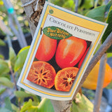Chocolate Persimmon - C&J Gardening Center