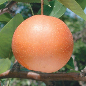 Chojuro Asian Pear