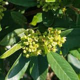 Coffeeberry - C&J Gardening Center