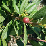Coffeeberry - C&J Gardening Center