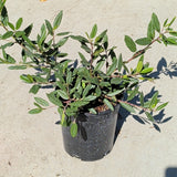Coffeeberry - C&J Gardening Center