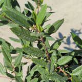 Coffeeberry - C&J Gardening Center