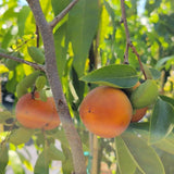 Coffeecake Persimmon - C&J Gardening Center