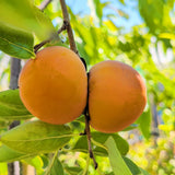 Coffeecake Persimmon - C&J Gardening Center