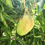 Cogshall Mango - C&J Gardening Center