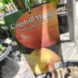 Cogshall Mango - C&J Gardening Center