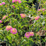 Confetti Lantana - C&J Gardening Center