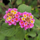Confetti Lantana - C&J Gardening Center