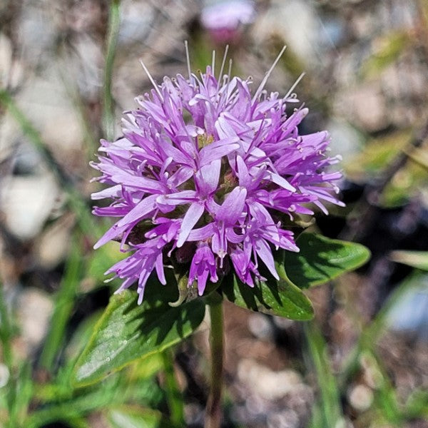 Coyote Mint | C&J Gardening Center