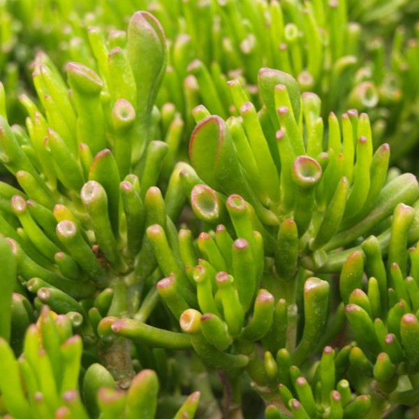 Gollum Jade Plant Desert - 1 Gallon at C&J Gardening Center