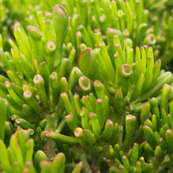 gollum jade plant flowers Gollum Jade Plant Desert