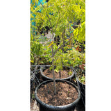 Curry Tree