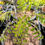 Curry Tree - C&J Gardening Center
