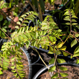 Curry Tree - C&J Gardening Center