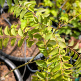 Curry Tree - C&J Gardening Center
