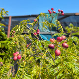 Curry Tree - C&J Gardening Center