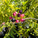 Curry Tree - C&J Gardening Center