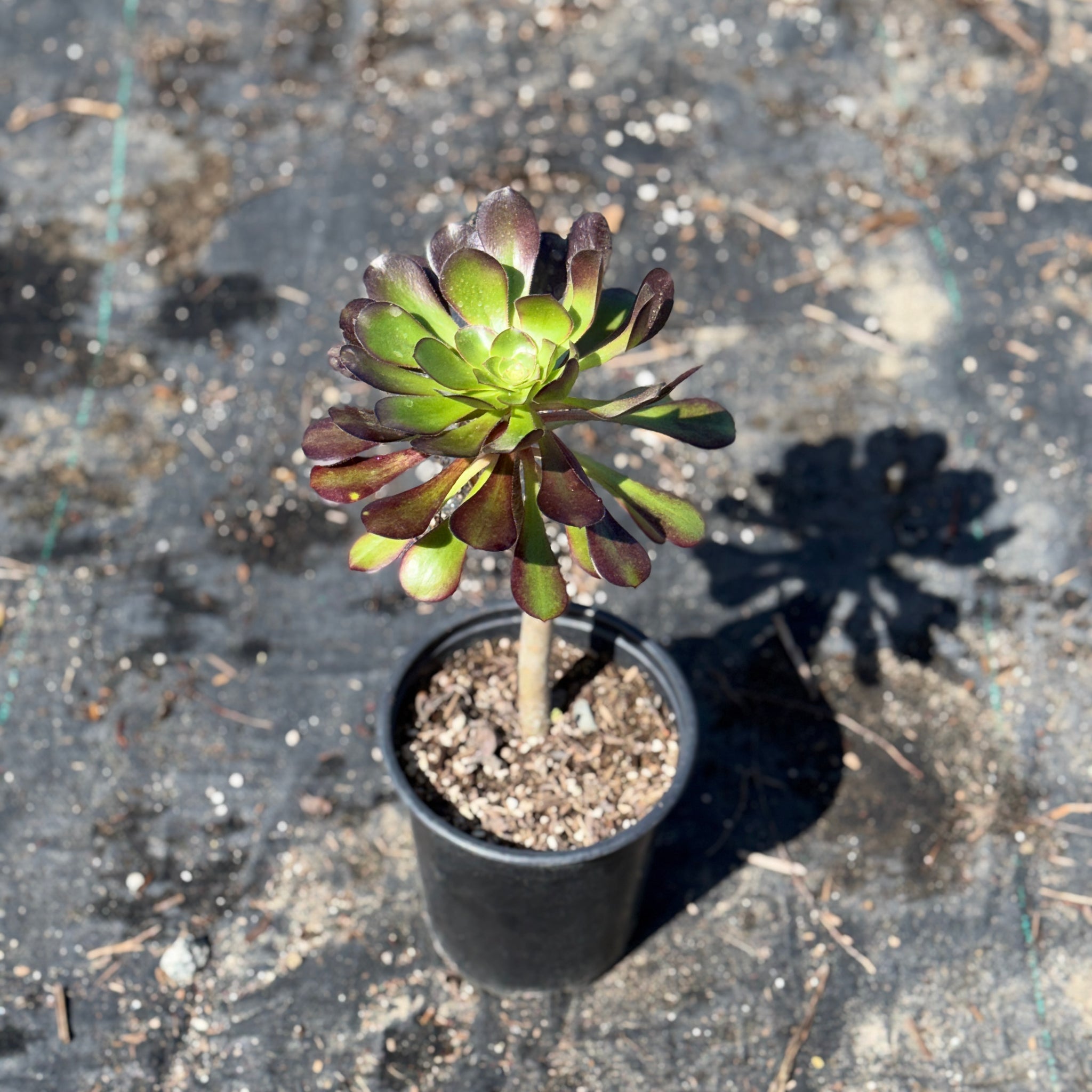 aeonium succulent plants Giant Red Aeonium Desert