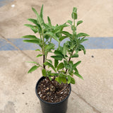 Fragrant Pitcher Sage - C&J Gardening Center