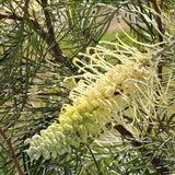 Moonlight Grevillea - C&J Gardening Center