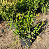 Firestick Plant - C&J Gardening Center