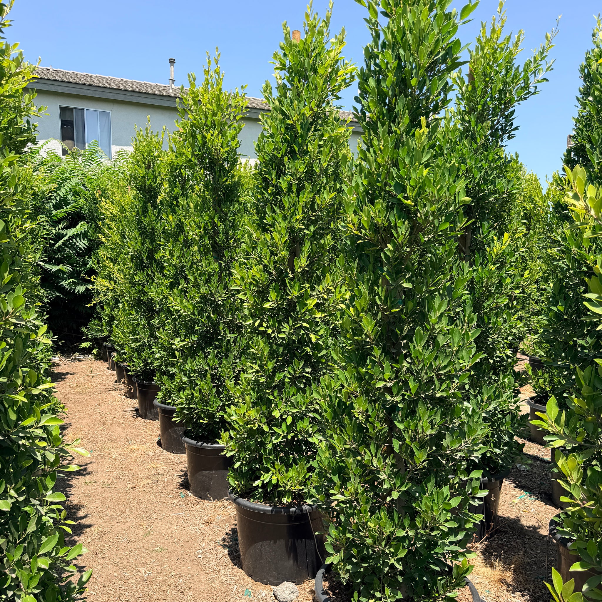 Indian Laurel Columns - Ficus nitida | C&J Gardening Center