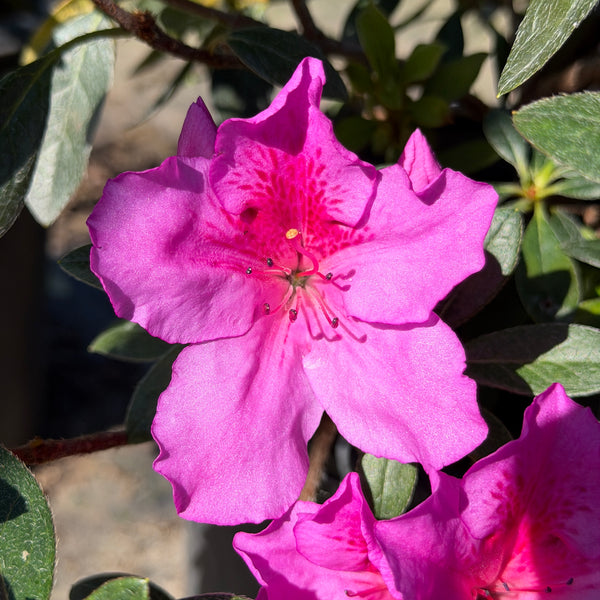 Purple Azalea | C&J Gardening Center