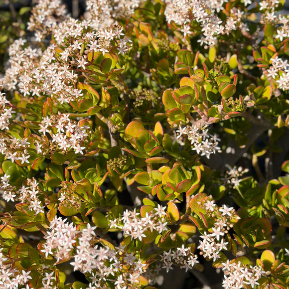 jade plant allergy Jade Plant