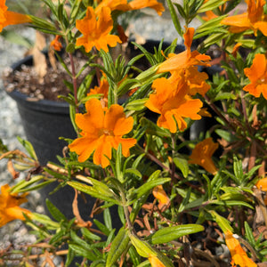 Jelly Bean Orange Monkeyflower | C&J Gardening Center