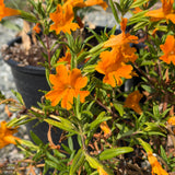 Jelly Bean Orange Monkeyflower - C&J Gardening Center
