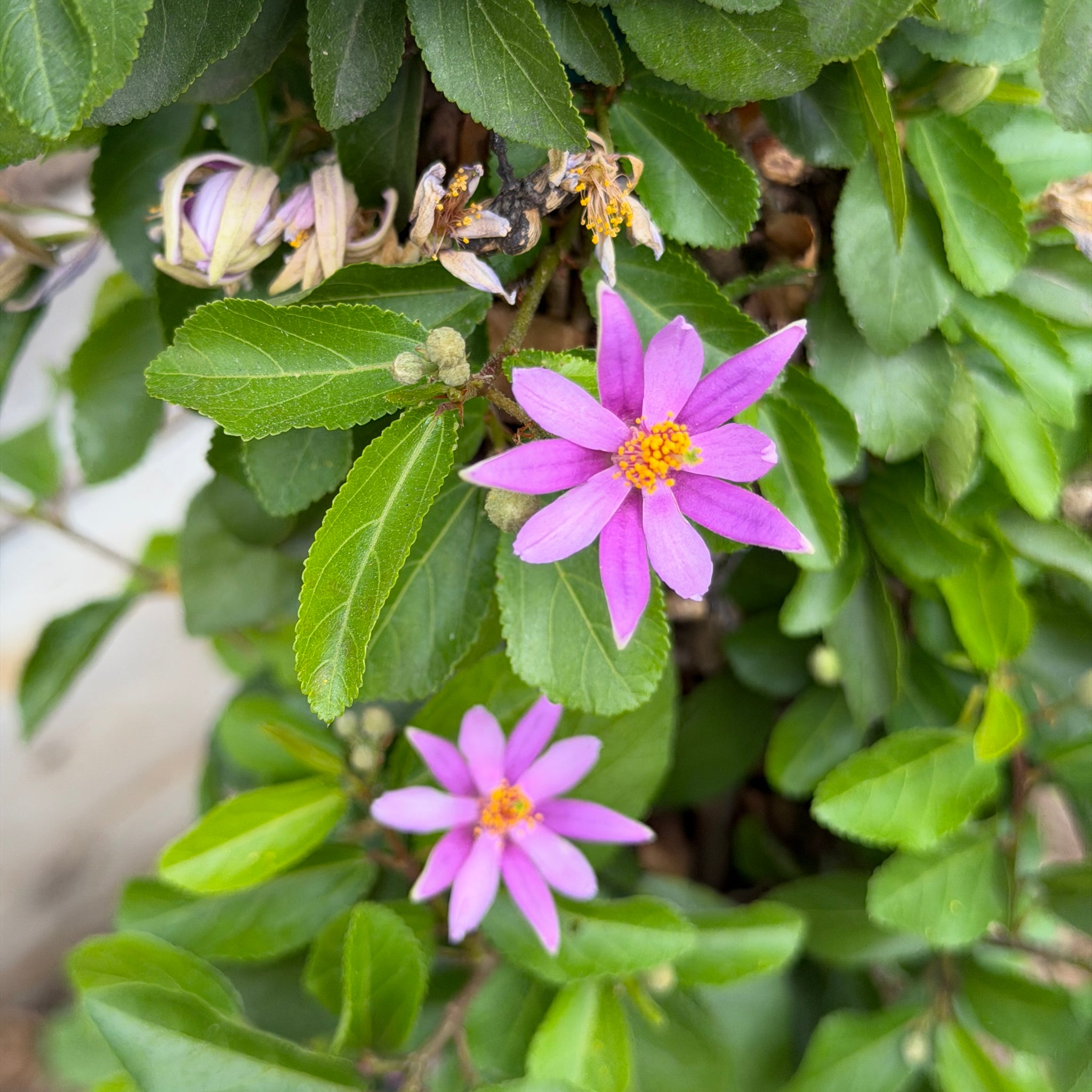 lavender star flower vine Lavender Star Flower Flower Shrub - 15 Gallon Staked ( 4