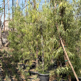 Australian Willow