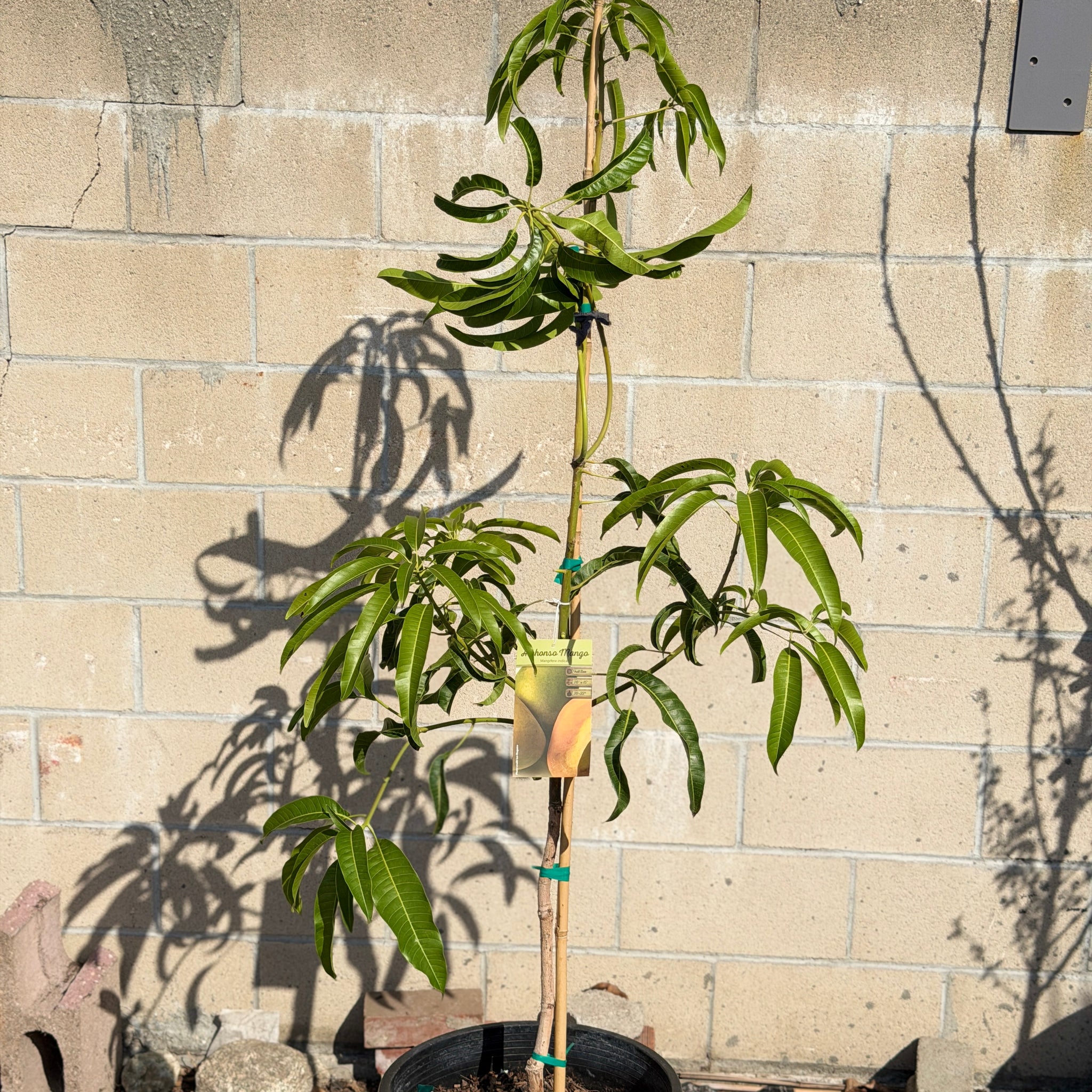 alphonso mango bonsai tree Alphonso Mango