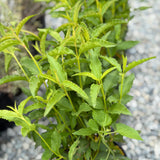 White Rockrose - C&J Gardening Center