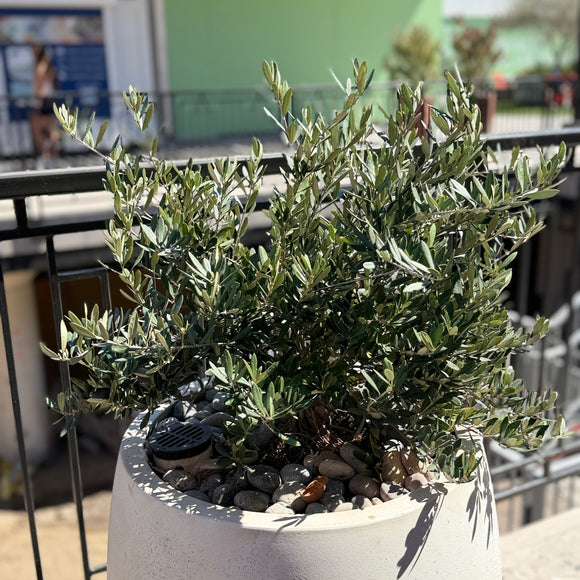 Emerald Green Arborvitae | C&J Gardening Center
