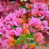 Pink Orange Shade Bougainvillea Vine