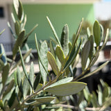 Fruitless Dwarf Olive