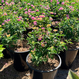 Confetti Lantana - C&J Gardening Center