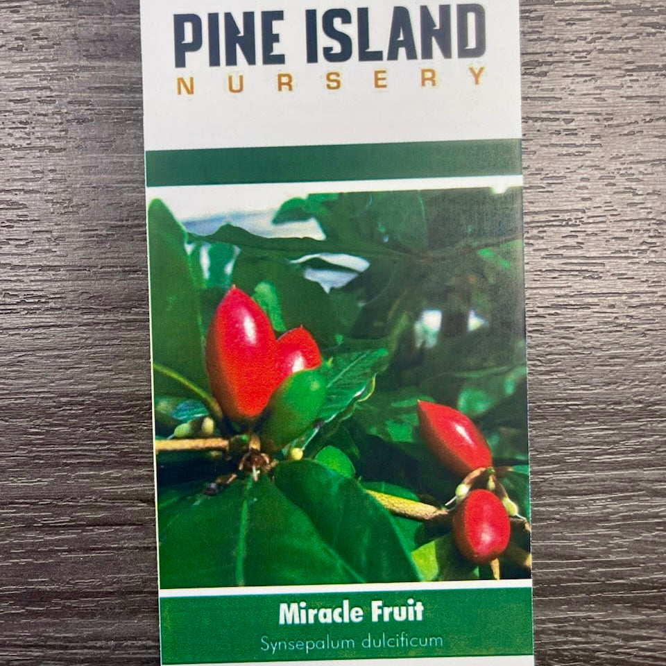 Miracle Fruit Exotic Fruit Tree