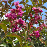 Red-Pink Crape Myrtle - C&J Gardening Center