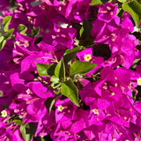 Purple Shade Bougainvillea Vine