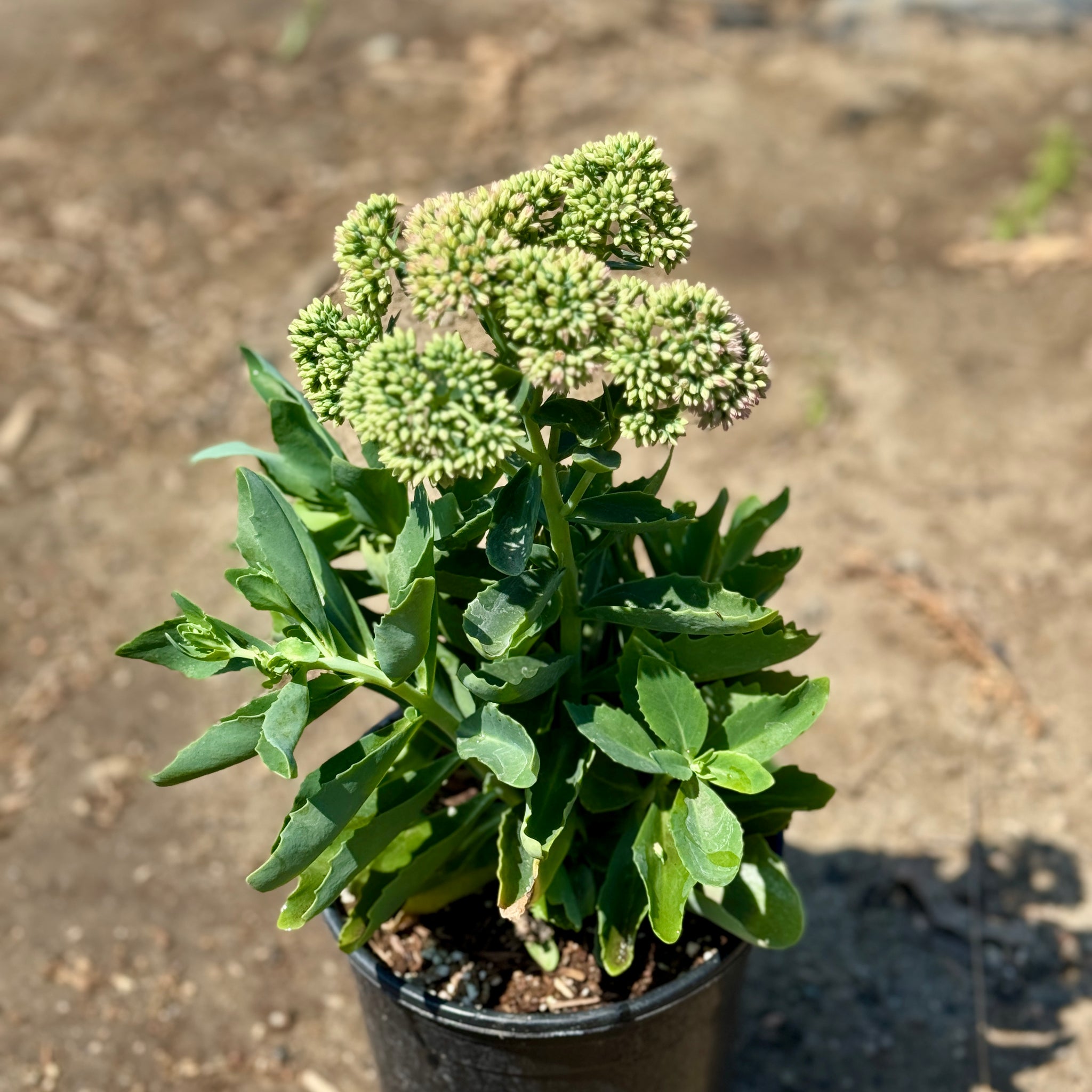 autumn joy succulent Autumn Joy Sedum Flower Shrub