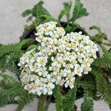 Sonoma Coast White Yarrow - C&J Gardening Center
