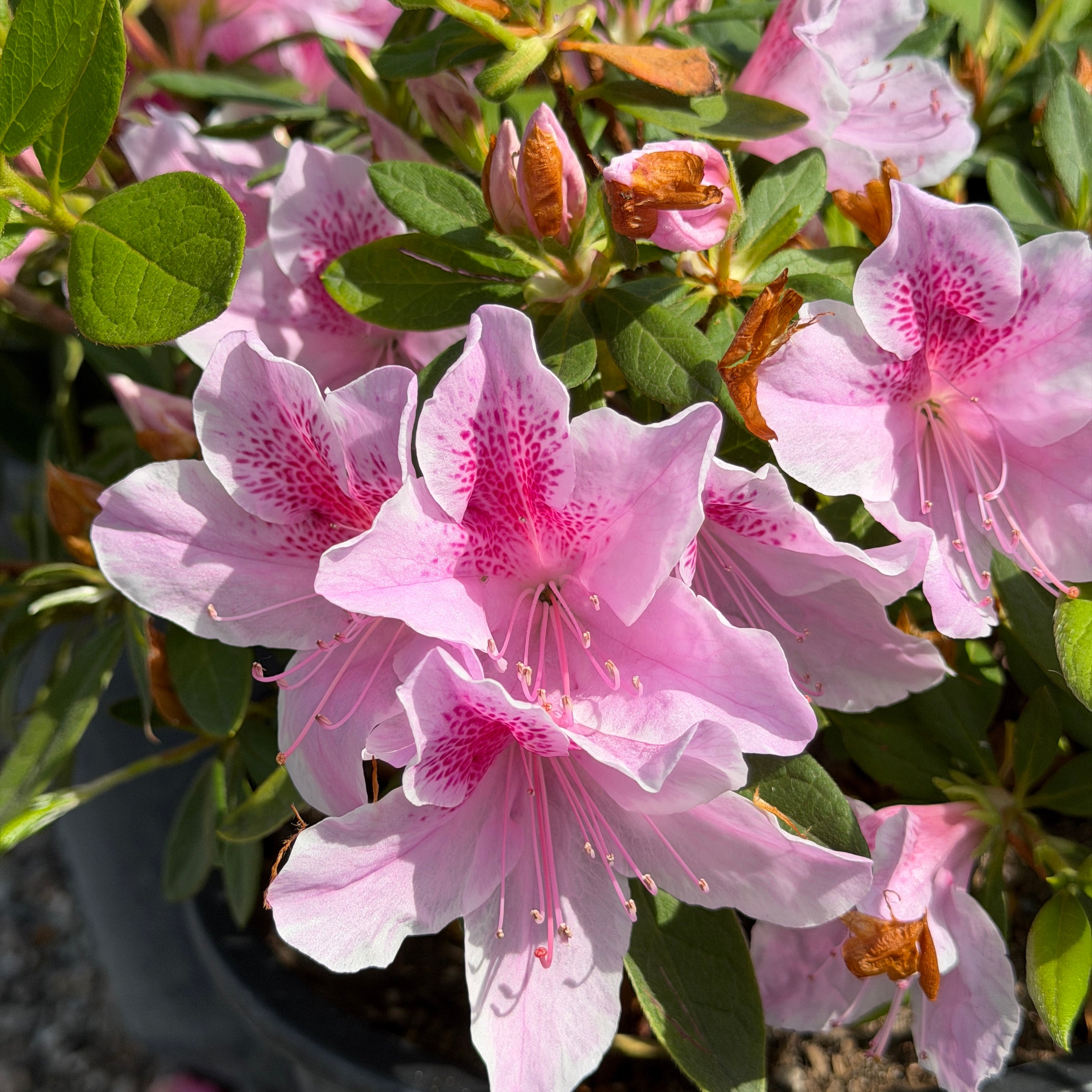 Pink Azalea | C&J Gardening Center