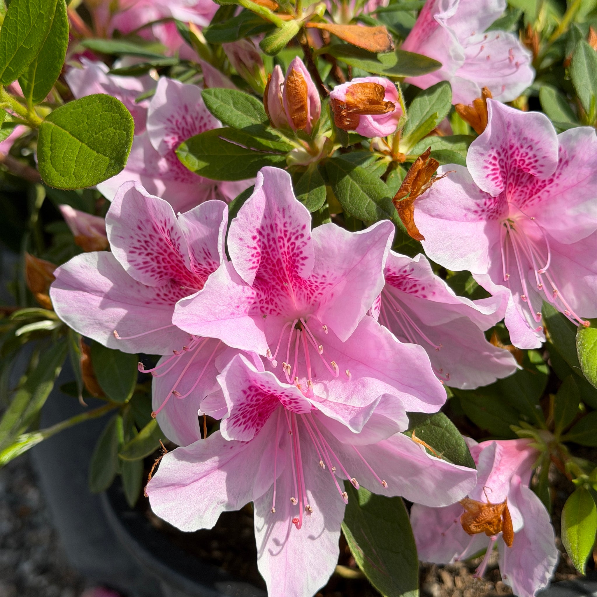 c12 15AX 15AYのみ ノーマル　パラレル　合計約400枚 まとめ売り Kramer's Supreme Camellia | C&J Gardening Center