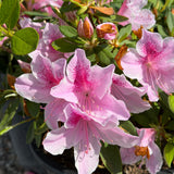 Pink Azalea
