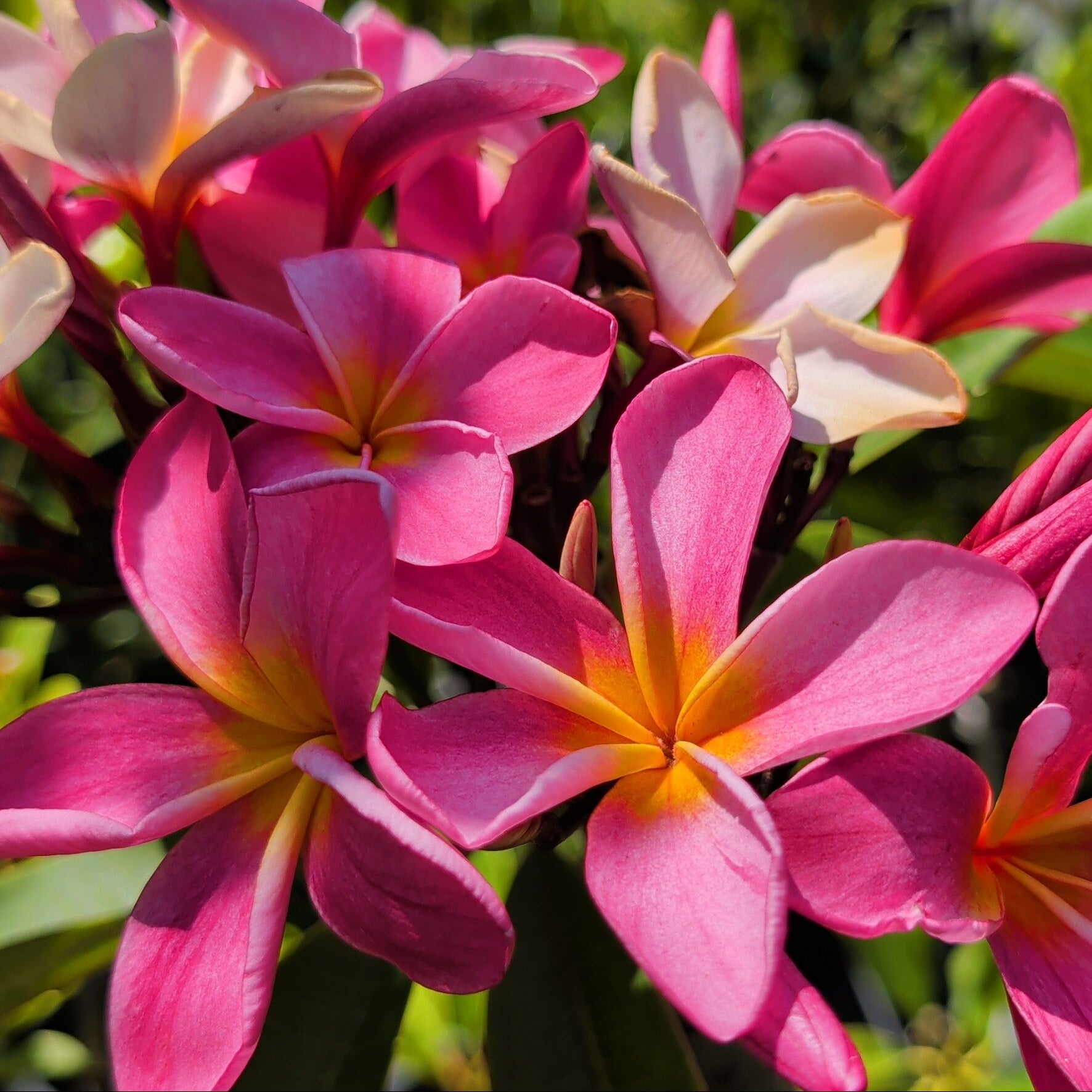 プルメリアページ Dark Hot Pink Plumeria | C&J Gardening Center
