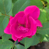 Dark Pink Rose