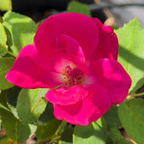 Dark Pink Rose